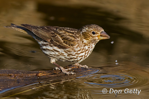 Cassin's Finch