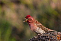 Cassin's Finch