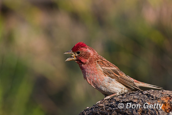 Cassin's Finch