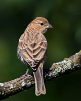 House Finch
