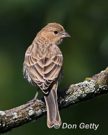 House Finch