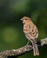 House Finch