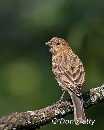 House Finch