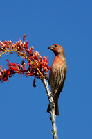 House Finch