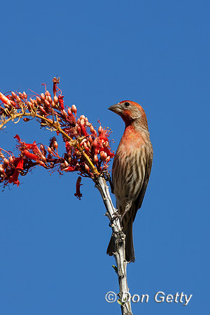 House Finch