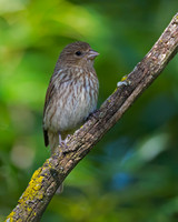 House Finch