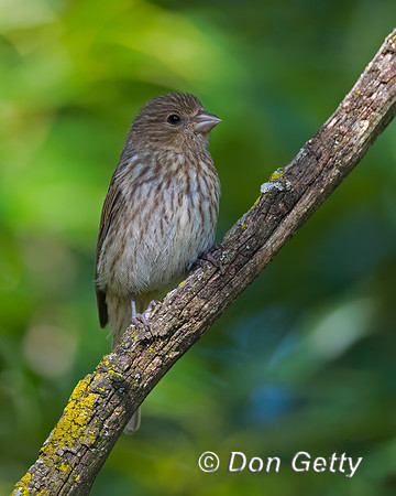 House Finch