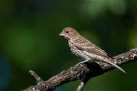 House Finch
