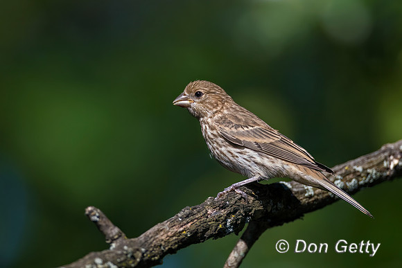 House Finch
