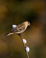 House Finch