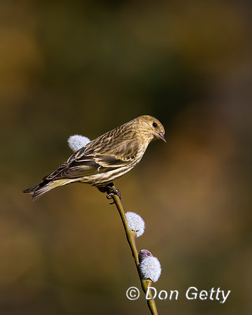 House Finch