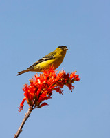 Lesser Goldfinch