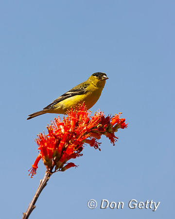 Lesser Goldfinch
