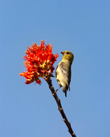 Lesser Goldfinch