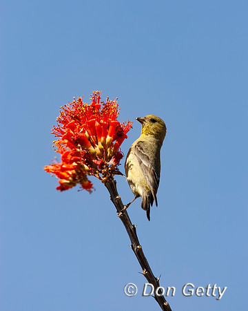Lesser Goldfinch
