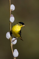 Lesser Goldfinch