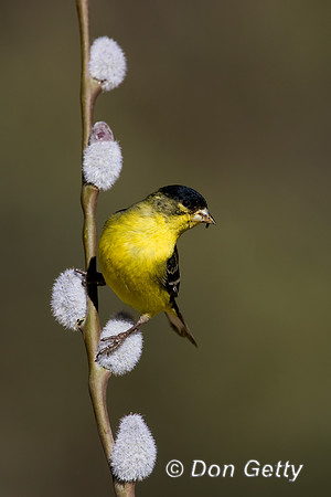 Lesser Goldfinch