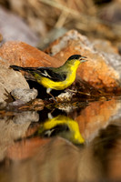 Lesser Goldfinch