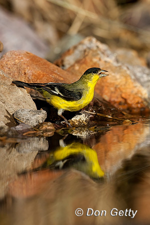 Lesser Goldfinch