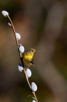 Lesser Goldfinch