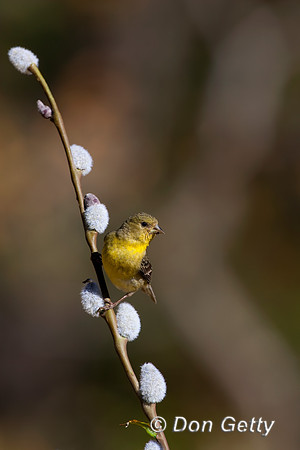 Lesser Goldfinch