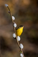 Lesser Goldfinch