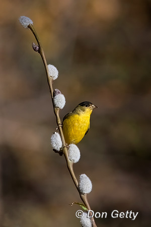 Lesser Goldfinch