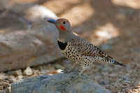 Gilded Flicker