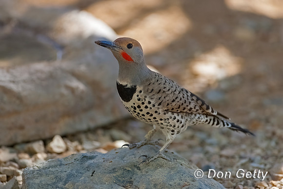 Gilded Flicker