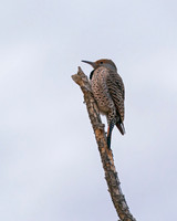 Gilded Flicker