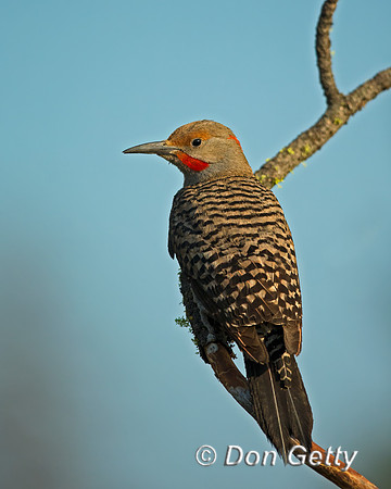 Northern Flicker