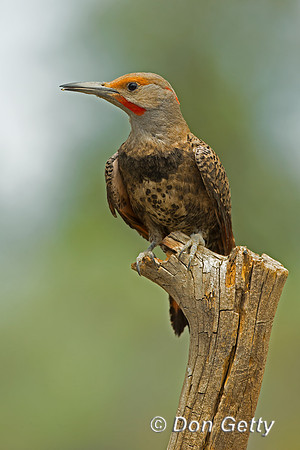 Northern Flicker