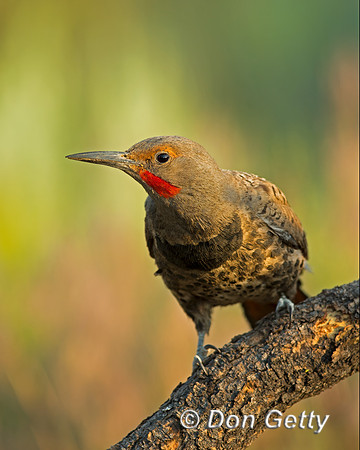 Northern Flicker