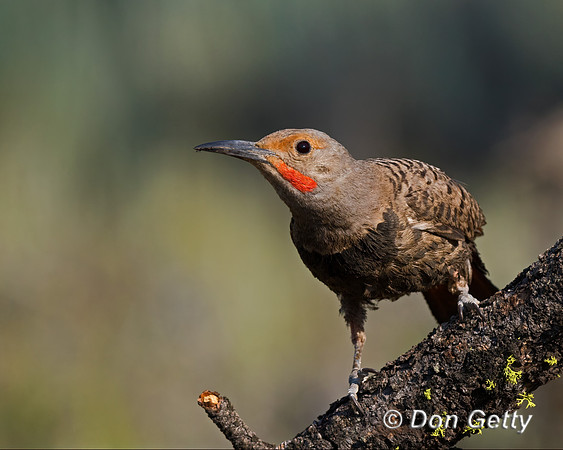 Northern Flicker