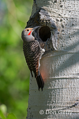 Northern Flicker