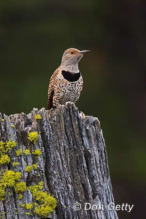 Northern Flicker