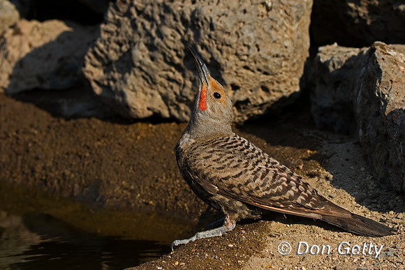 Northern Flicker