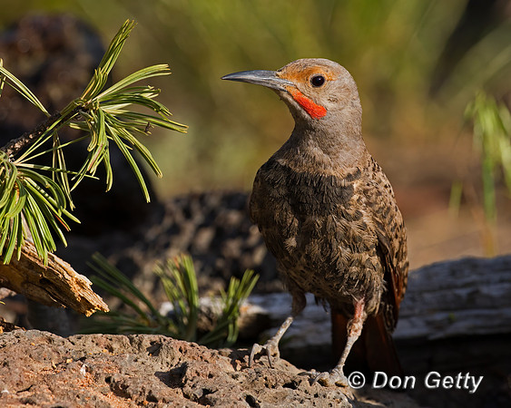 Northern Flicker