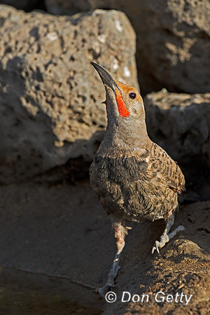 Northern Flicker