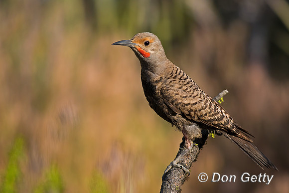 Northern Flicker