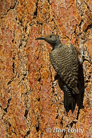 Northern Flicker