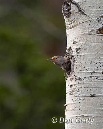Northern Flicker