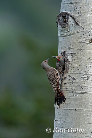 Northern Flicker