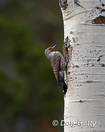 Northern Flicker
