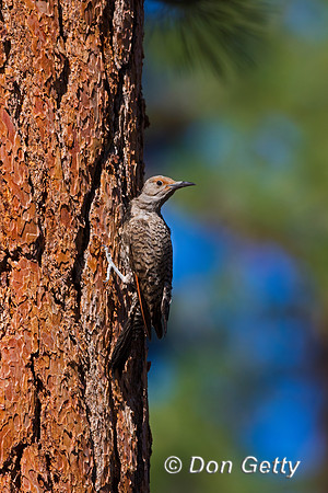 Northern Flicker