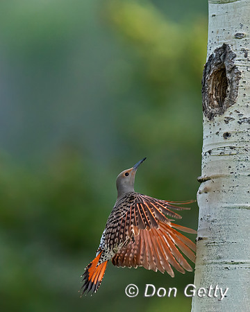 Northern Flicker