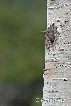 Northern Flicker
