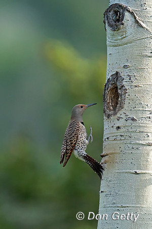 Northern Flicker