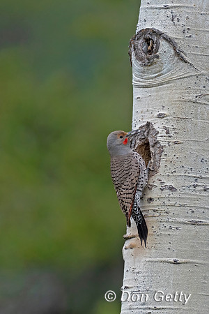 Northern Flicker