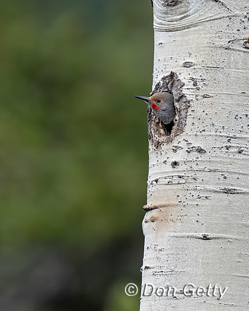 Northern Flicker